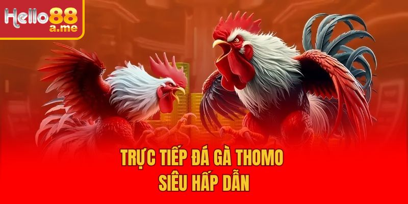 Trực tiếp đá gà Thomo siêu hấp dẫn